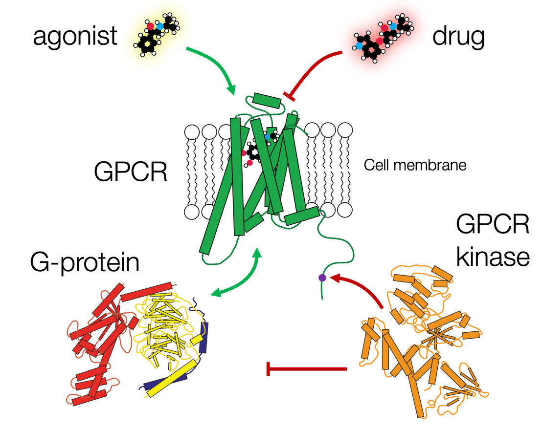 GPCR cycle